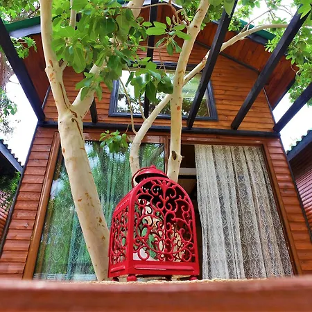 Koala Guest house