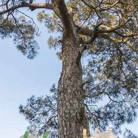 Koala Hotel 4*