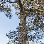Koala Hotel 4*